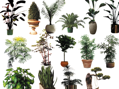 简约侘寂花草_室内后期植物