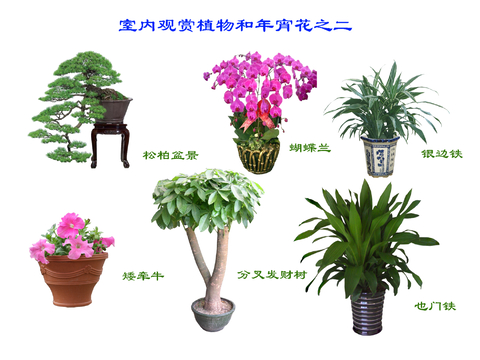 现代简约花盆_绿植_盆景_免扣素材_室内后期免扣素材