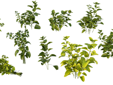  植物花草 绿植su模型 