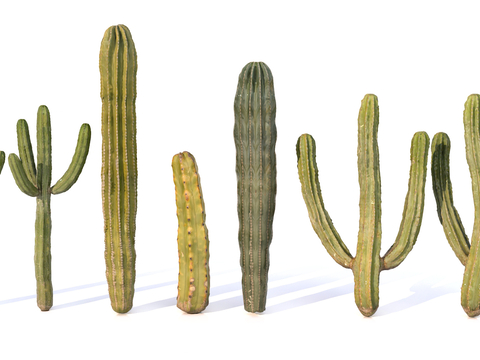  仙人掌 绿植su模型 