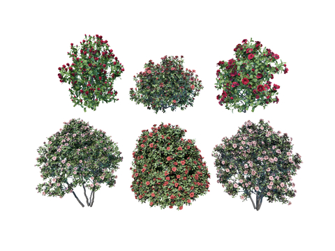  小灌木 月季 玫瑰 牡丹 芍药 杜鹃su模型 