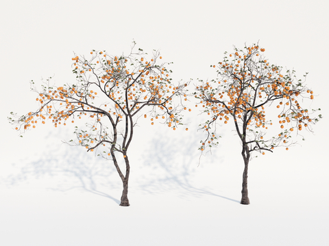  乔木 景观树 果树 柿子树su模型 