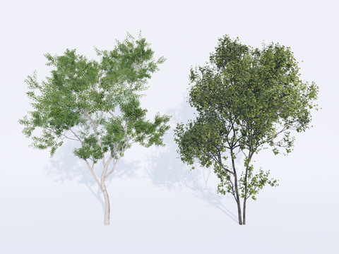  乔木 景观树 行道树 庭院树su模型 