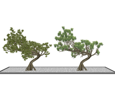  景观树 造型松 罗汉松su模型 