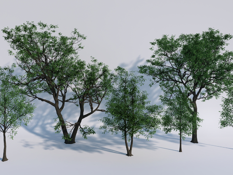  景观树 庭院树 行道树 乔木su模型 