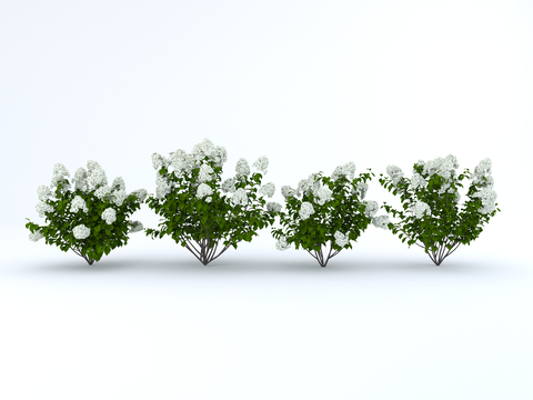  庭院植物 绣球花 白绣球 宿根花卉su模型 