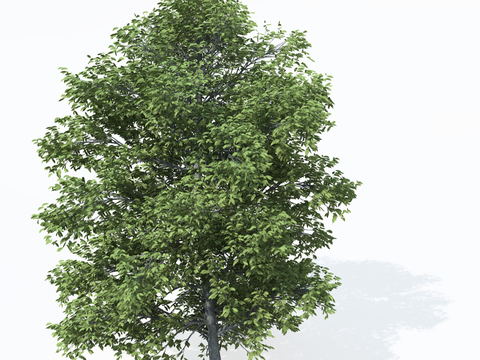  行道树 庭院树 乔木 景观树 落叶乔木 常绿乔木树su模型 