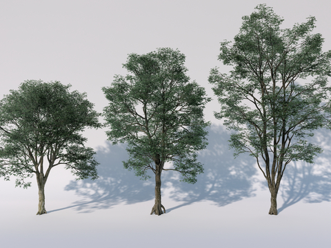  行道树 景观树 庭院树 常绿乔木 落叶乔木树su模型 