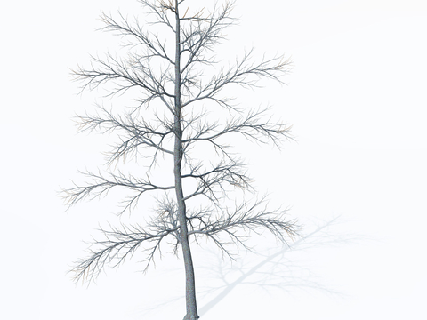  行道树 枯树 落叶乔木 银杏树 法国梧桐树su模型 