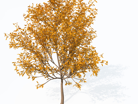  行道树 银杏树 庭院树 乔木su模型 