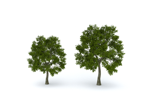  现代景观树  乔木 香樟树 国槐树 桂花树su模型 