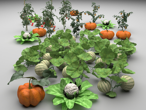 南瓜 花菜 西瓜 蔬菜su模型 