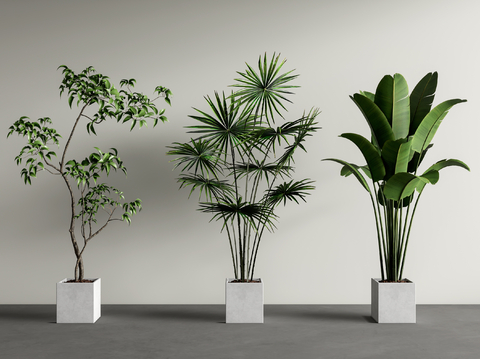 植物盆栽 绿植su模型