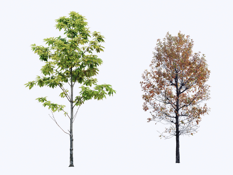  行道树 景观树 落叶乔木su模型 