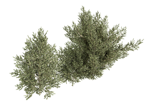  花草 绿植 植物 草垛su模型 