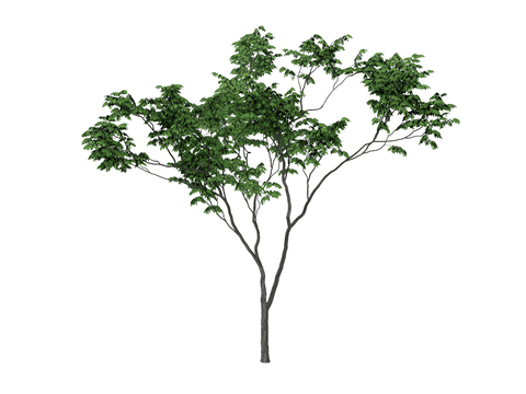  植物树木 绿植su模型 