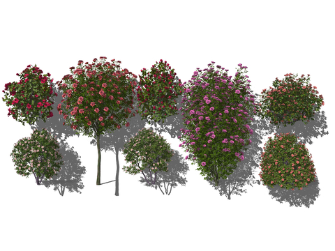  灌木 月季 玫瑰 牡丹 芍药su模型 