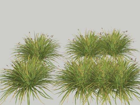  芦苇花草 花卉su模型 