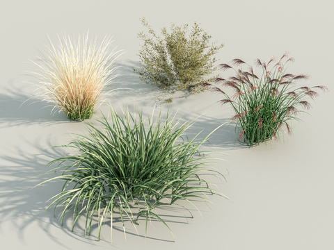  花草 芦苇 野草su模型 
