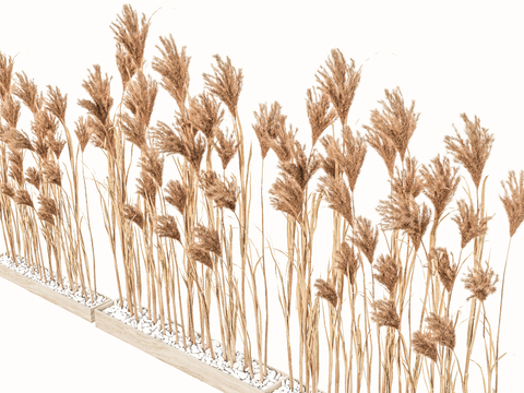  景观植物 花盆花钵 麦穗su模型 