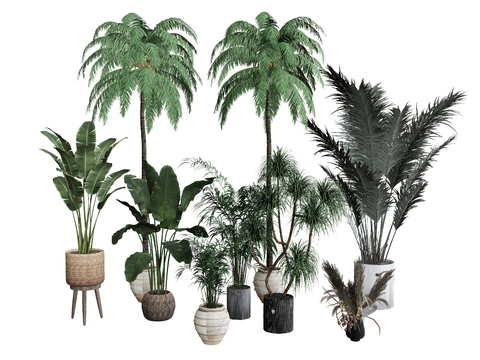  树木 橡树su模型 