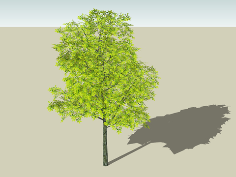  树木su模型 