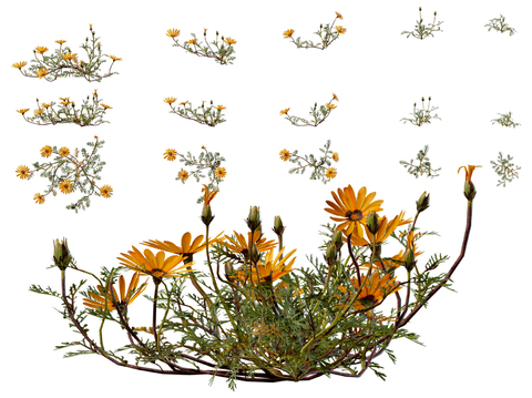  熊菊花草 熊菊雏菊花su模型 