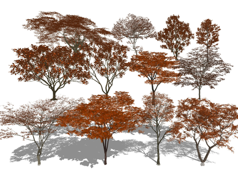  景观树 乔木 行道树 红枫树su模型 