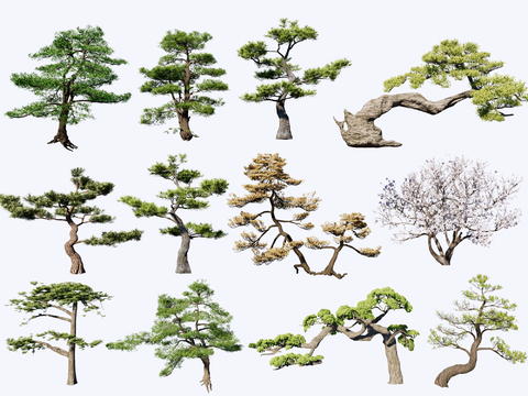  罗汉松 造景树 庭院树 禅意松树su模型 