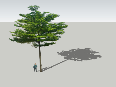  树木su模型 