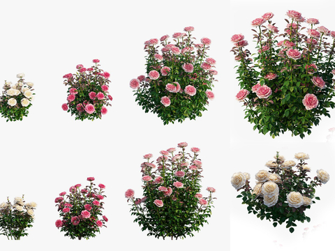  现代粉色玫瑰花su模型 