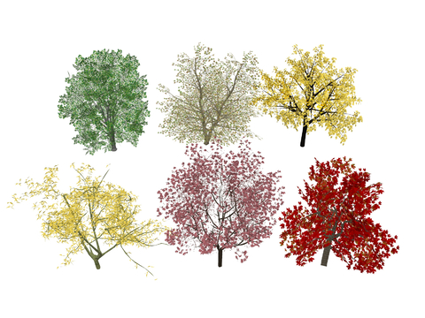  枫叶树 树木绿植su模型 