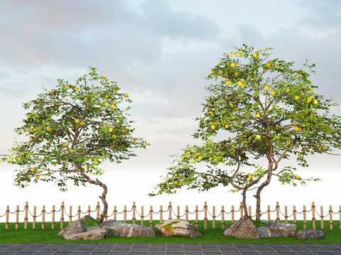  现代景观庭院乔木 柠檬树 橘子树su模型 