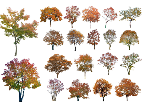  2D乌桕树 秋季观赏树 歪脖子树 朴树su模型 