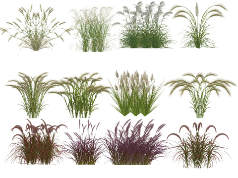  现代植物花草 狼尾草 芦苇su模型 