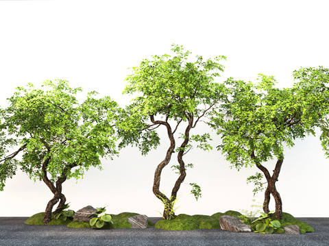  现代景观树红豆杉 造型树  庭院树 微地形su模型 