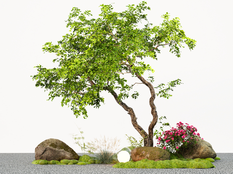  景观树红豆杉 斜飘树 造景树 园林树su模型 