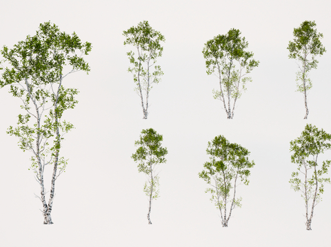  秋季庭院树 行道树 白桦树su模型 