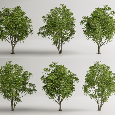  景观树 行道树 乔木su模型 