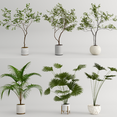 现代散尾葵盆栽su模型