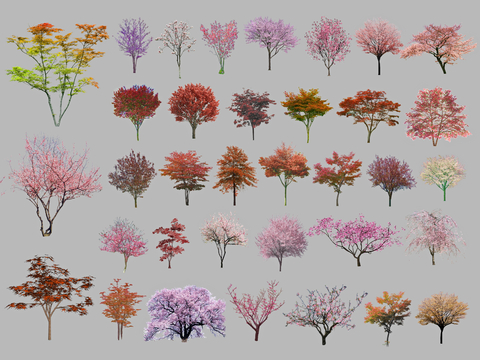 现代红枫 鸡爪槭 樱花 梅花 桃树 紫叶李红叶李 山杏彩叶树su模型