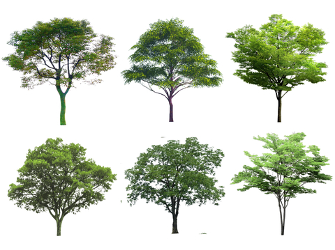现代香樟树 国槐树 杜仲树 榉树 栾树 榆树市政行道树景观树su模型