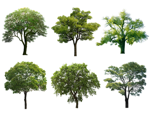 现代香樟树 行道树 景观树 国槐树 古树 造型树 大树乔木su模型