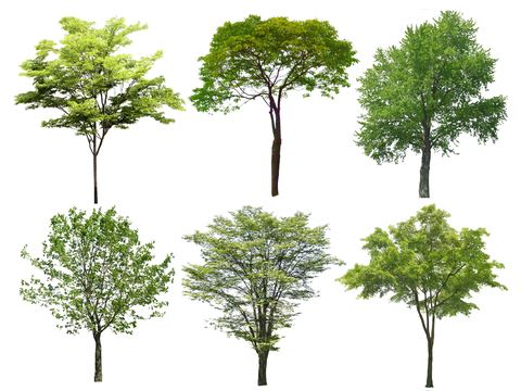 现代榉树 香樟树 国槐树 丛生树 乌桕树 朴树 景观树行道树su模型