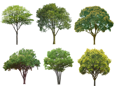 现代桂花树 香樟树 榉树 榆树 桂树 行道树 景观树 高杆树su模型