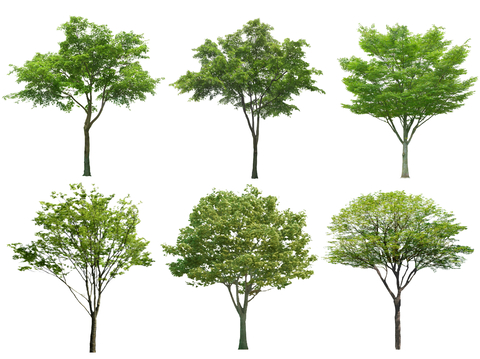 现代榉树 榆树 国槐树 香樟树 行道树 景观树 高杆树 大树su模型