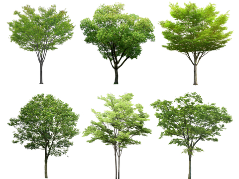 现代榉树 国槐树 行道树 景观树 榆树 高杆树 香樟树杜仲树su模型