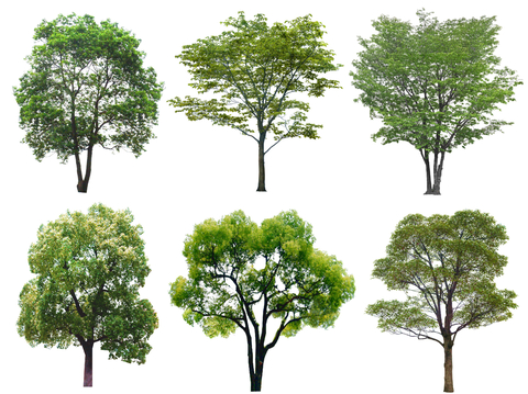 现代香樟树 国槐树 丛生树 榉树 榆树 乌桕 朴树 行道树su模型