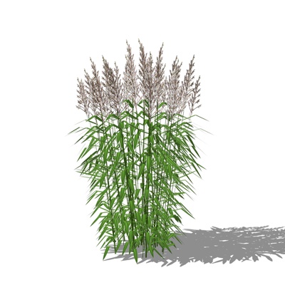  现代芦苇su模型 