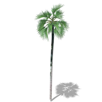  现代椰子树su模型 